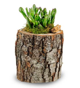 Bornova Çiçekçi , Çiçekçi Bornova , İzmir Bornova Çiçekçi